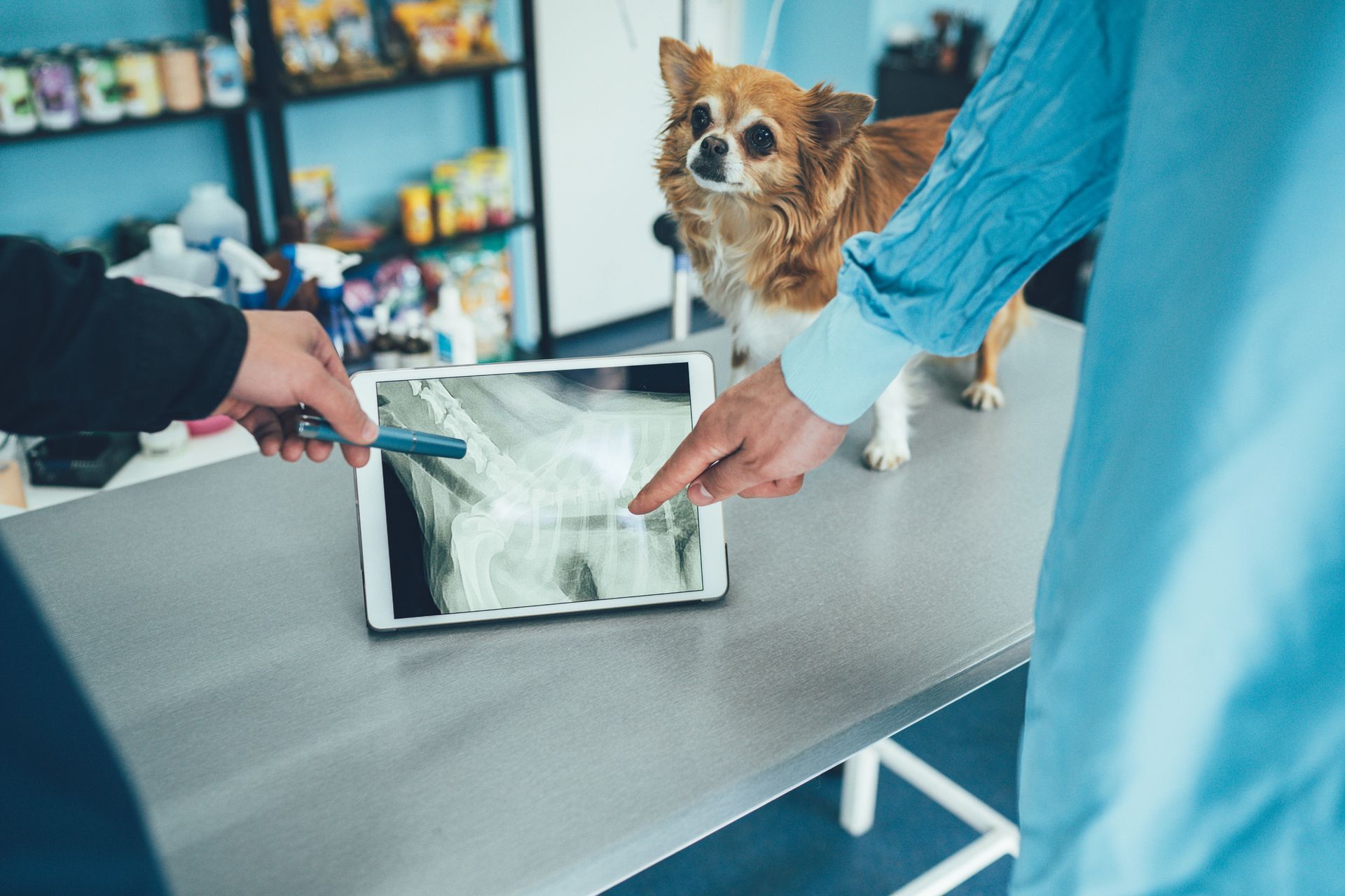 Vets Examining A Chihuahua's Radiography — Lake Worth, FL — Canal Animal Hospital