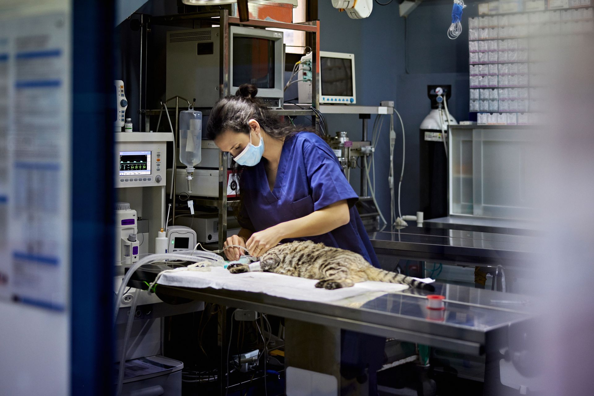 Veterinary Preparing Cat For Surgery — Lake Worth, FL — Canal Animal Hospital