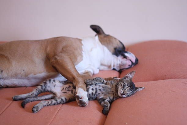 Dog And Cat Hugging Each Other — Lake Worth, FL — Canal Animal Hospital