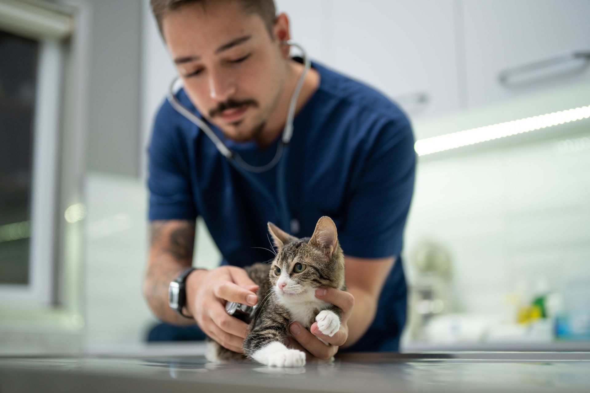 Young Male Vet Examining A Kitten — Lake Worth, FL — Canal Animal Hospital