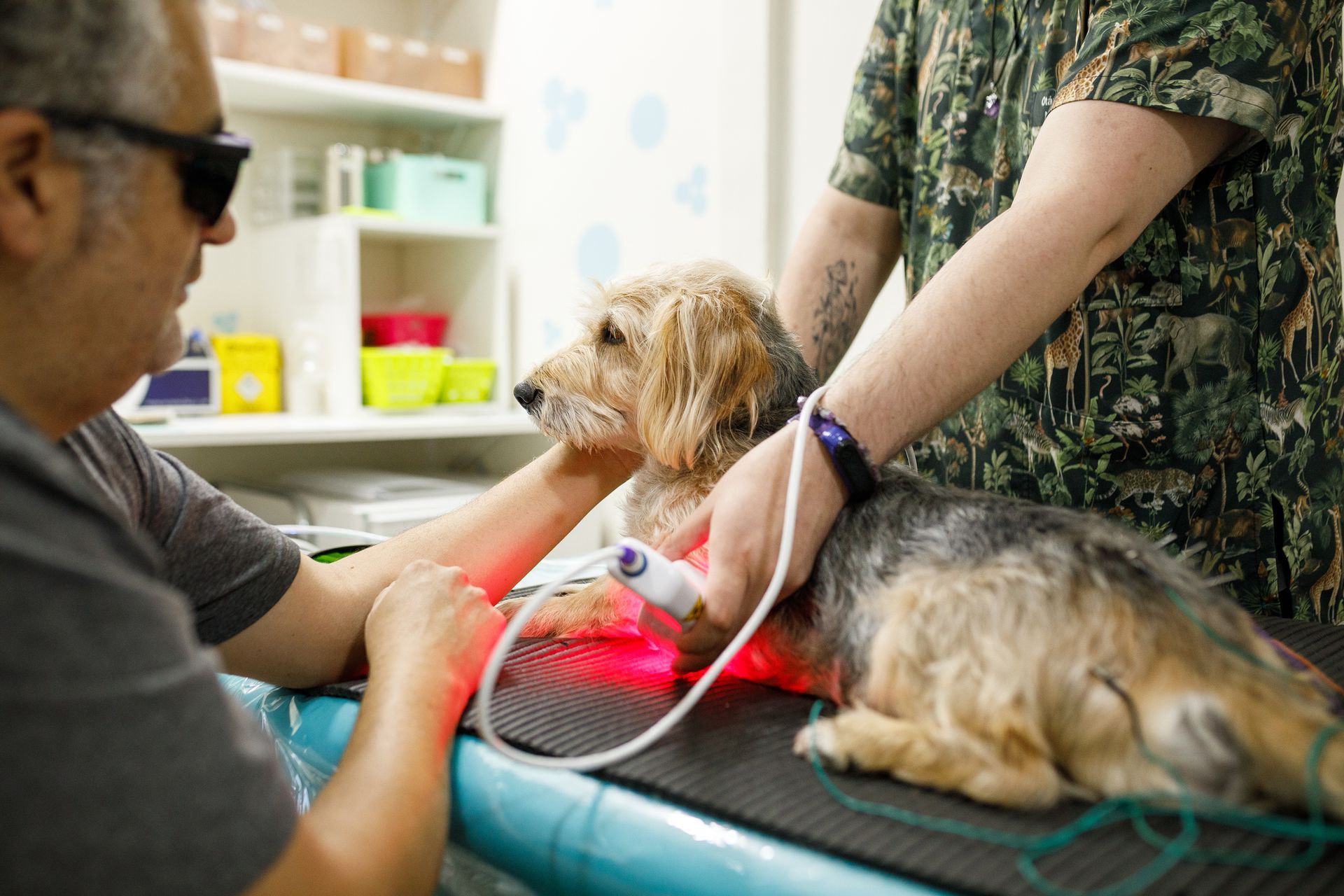 Dog Having Laser Therapy — Lake Worth, FL — Canal Animal Hospital
