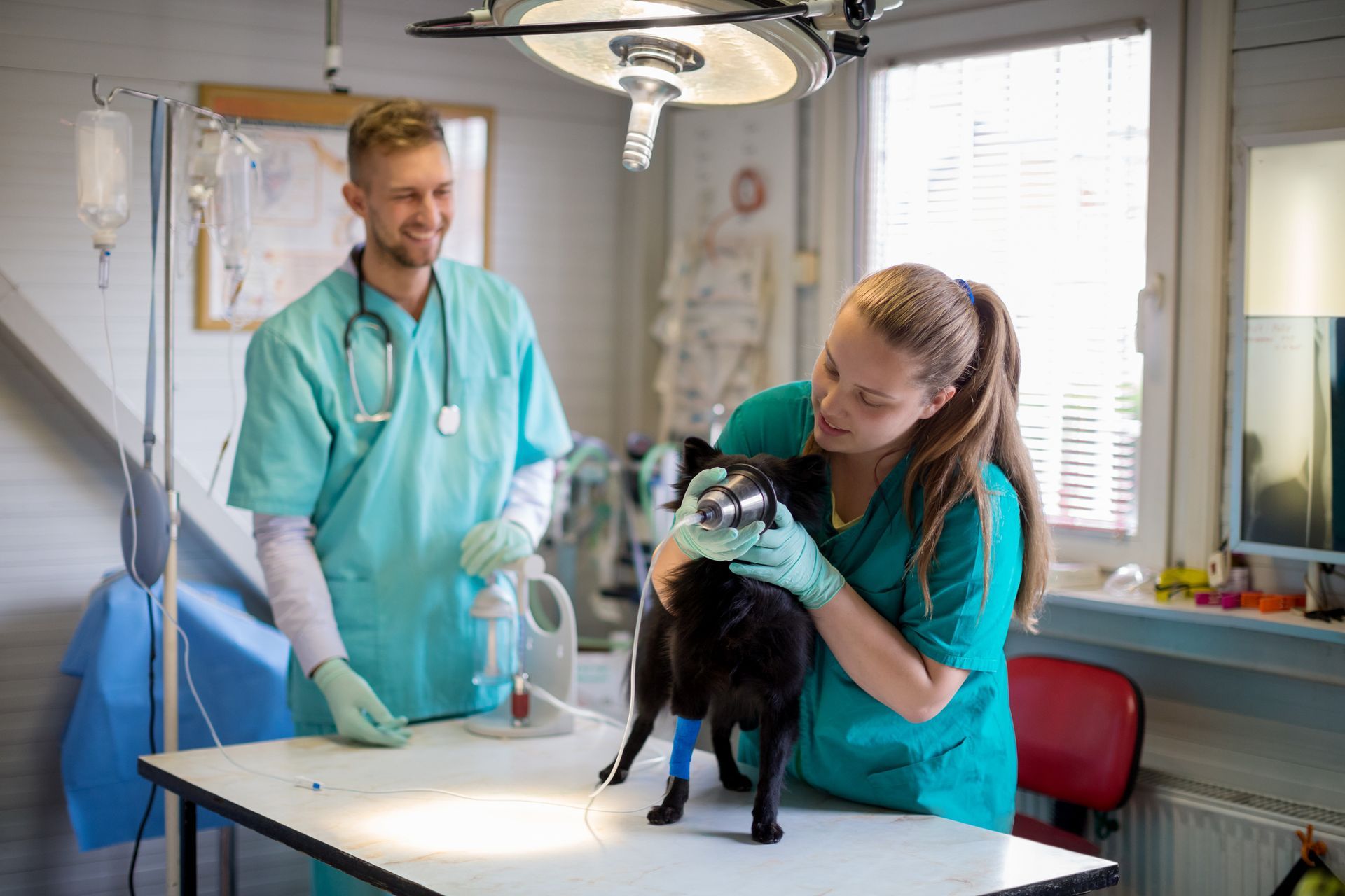 Veterinarian Giving Dog Anesthetic — Lake Worth, FL — Canal Animal Hospital