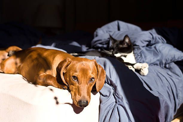 Dog And Cat On Bed — Lake Worth, FL — Canal Animal Hospital