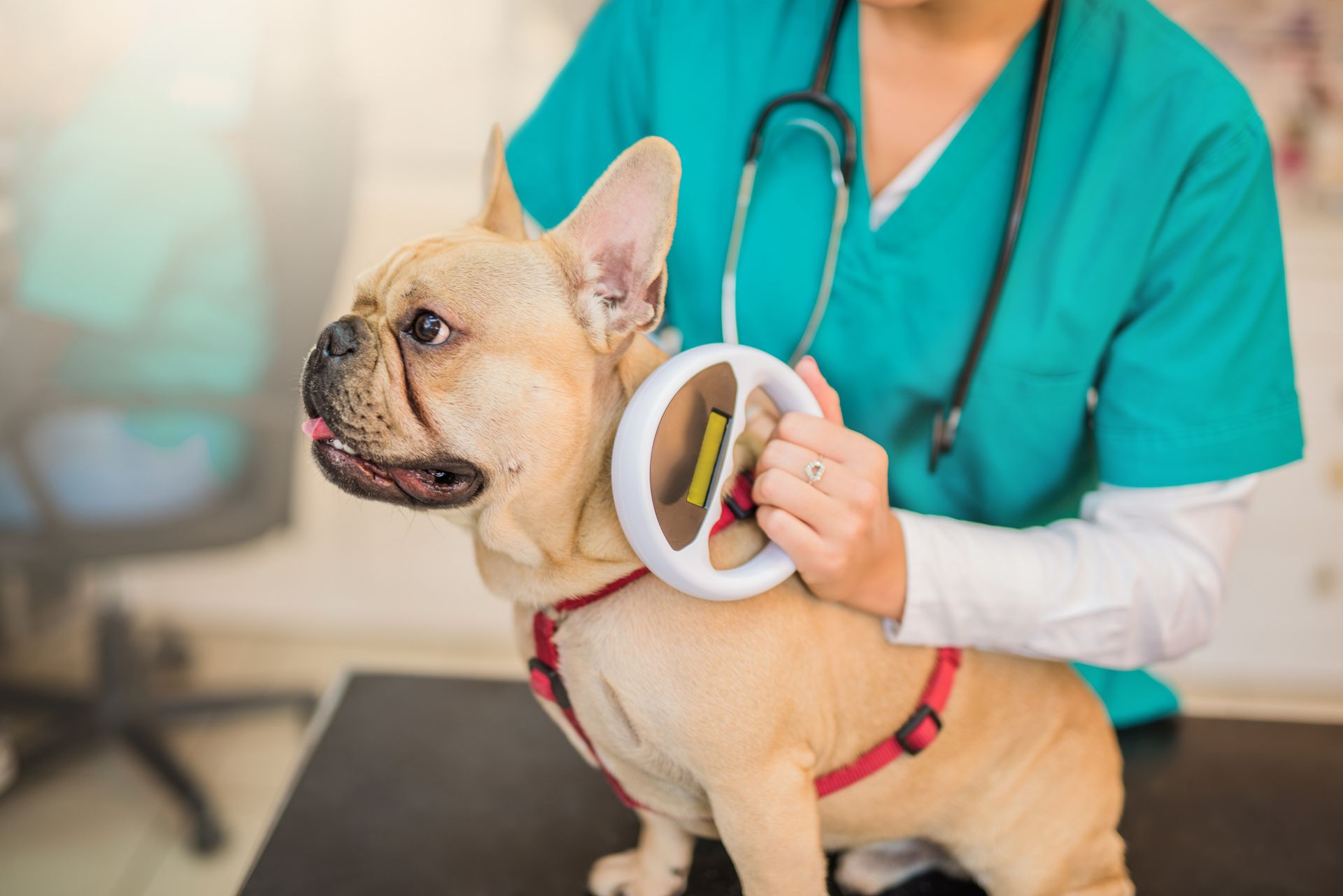 Microchip Scanning A Young French Bulldog — Lake Worth, FL — Canal Animal Hospital