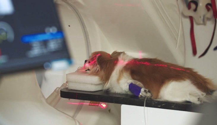 CT scan of dog