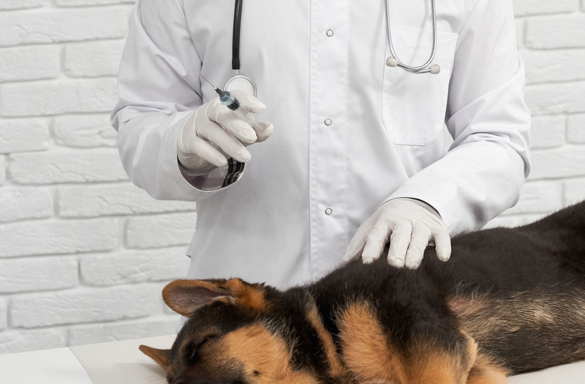 How Dog Vaccinations Prevent Canine Distemper