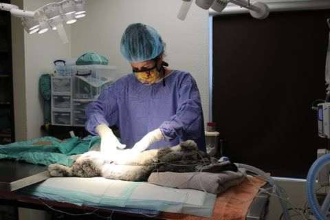 Soft Tissue Surgery Albuquerque Petroglyph Animal Hospital