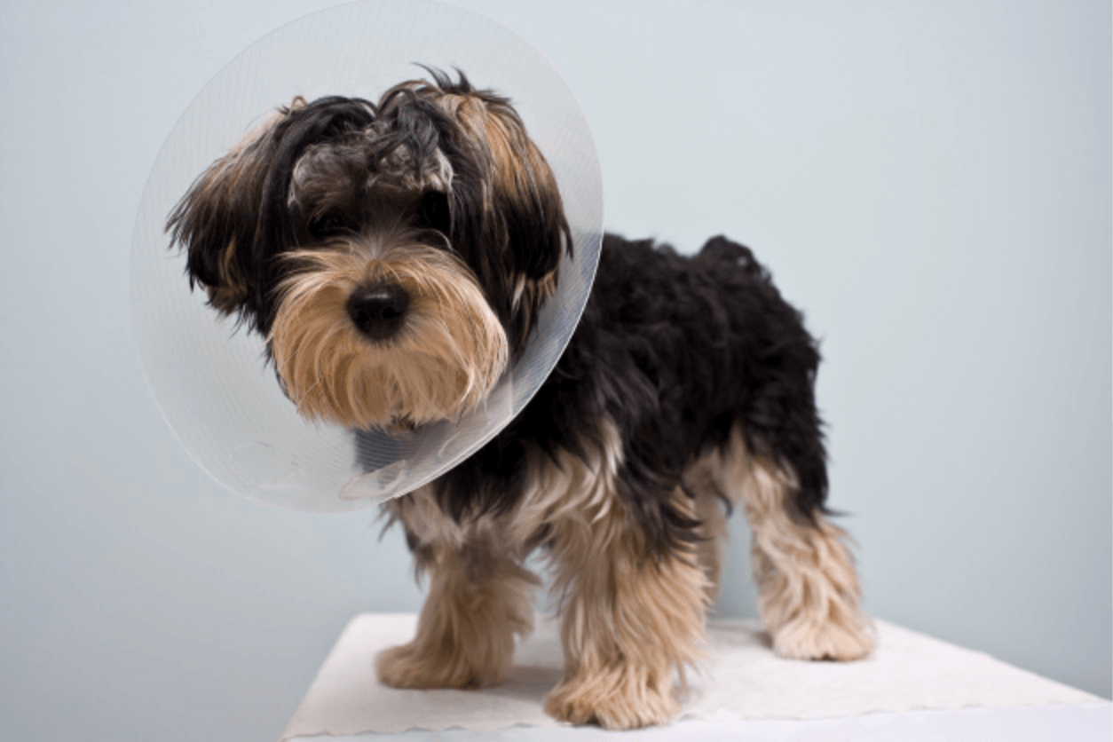can a spayed dog still have heat symptoms