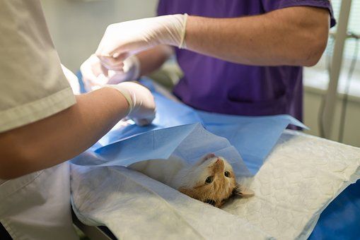 Insights on the Process of Cat Neutering and Spaying