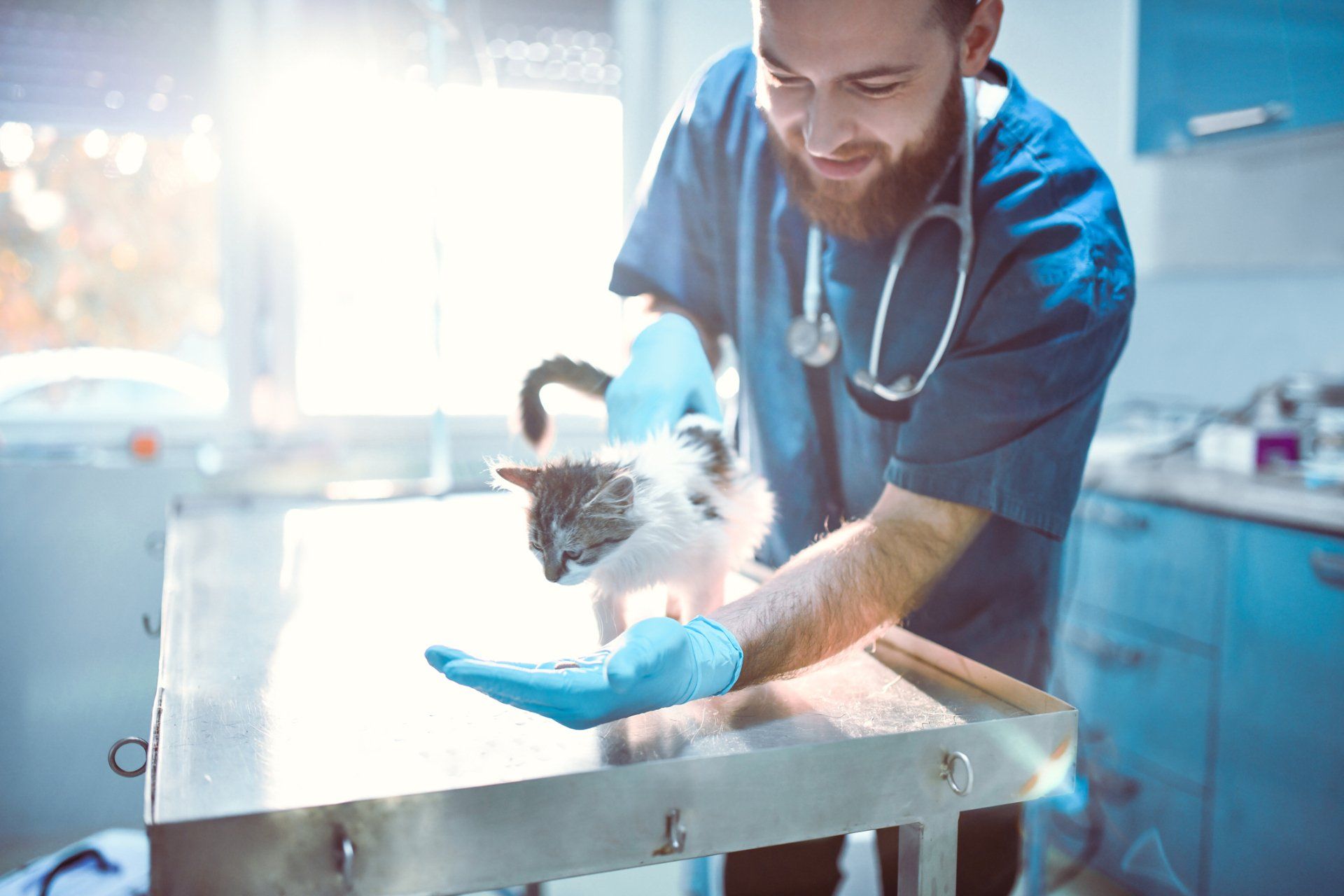 kitten with a doctor