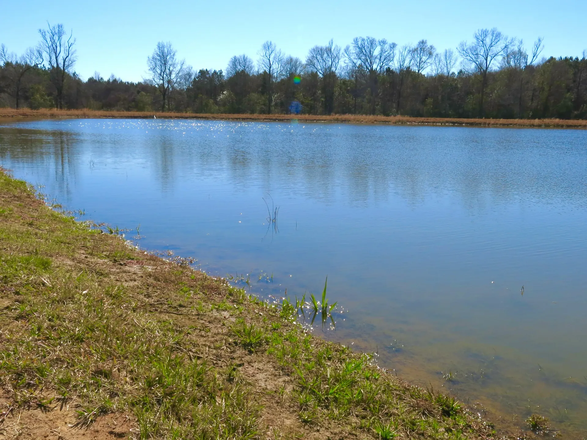 A large body of water with trees in the background