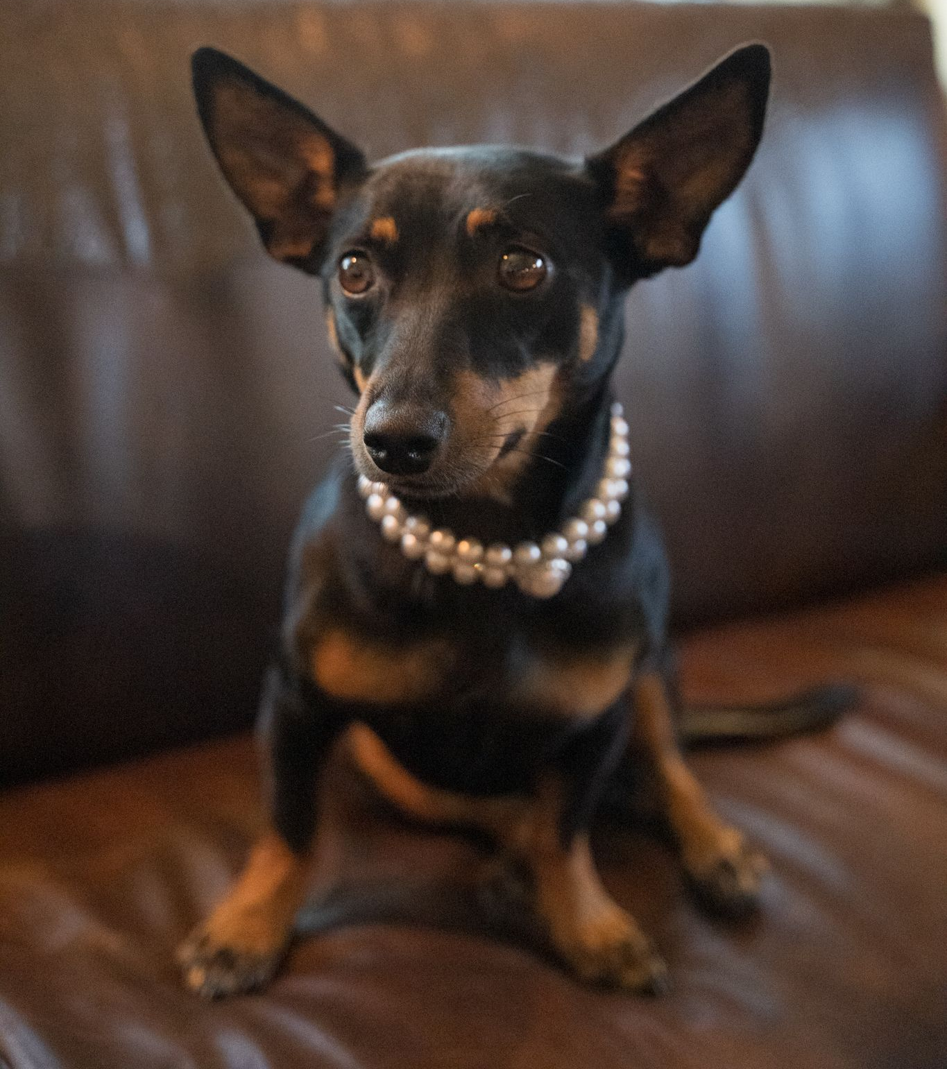 Black and tan dog wearing pearl necklace, sitting on a brown leather couch, looking at the camera.