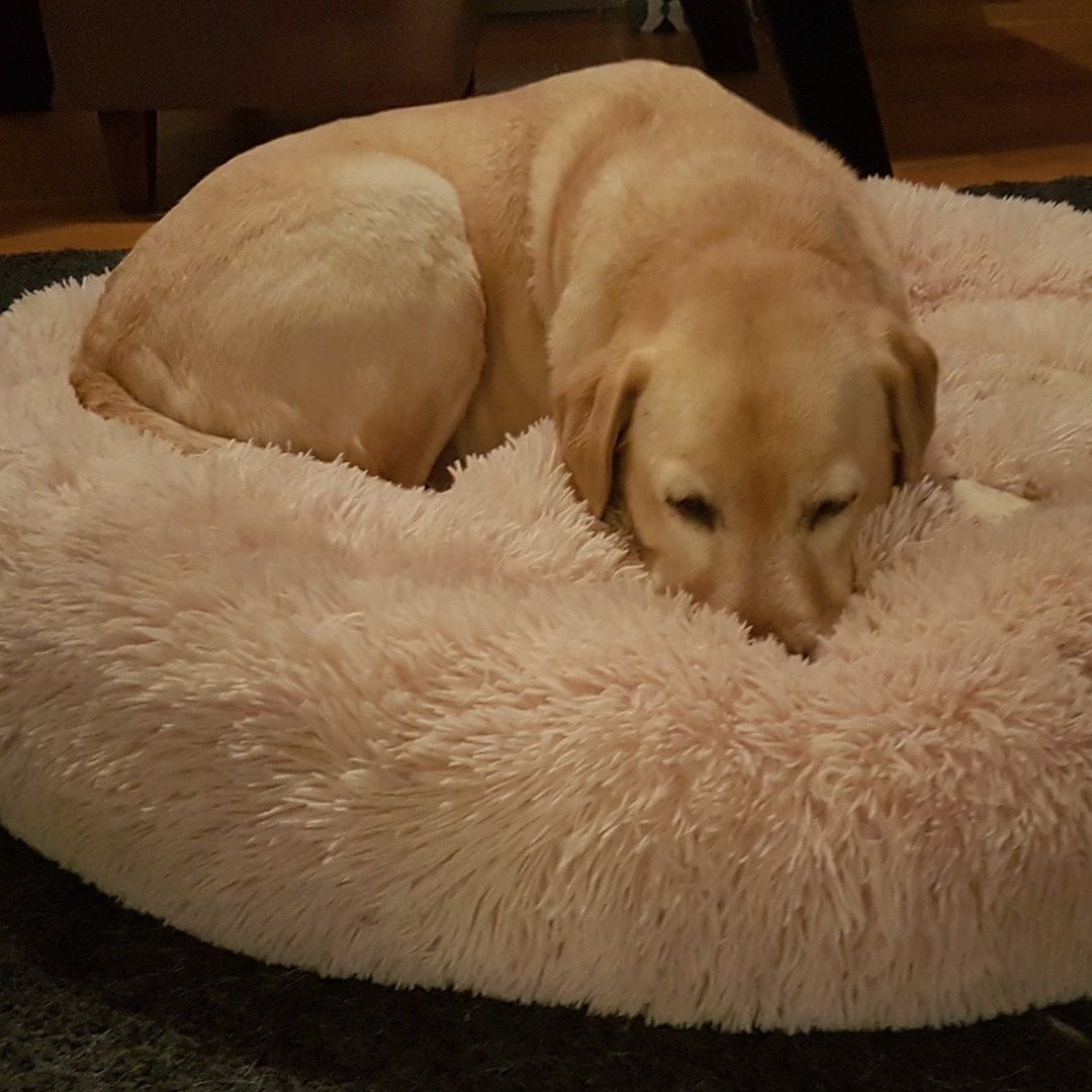 Missy lying on her bed, comfortable and cosy