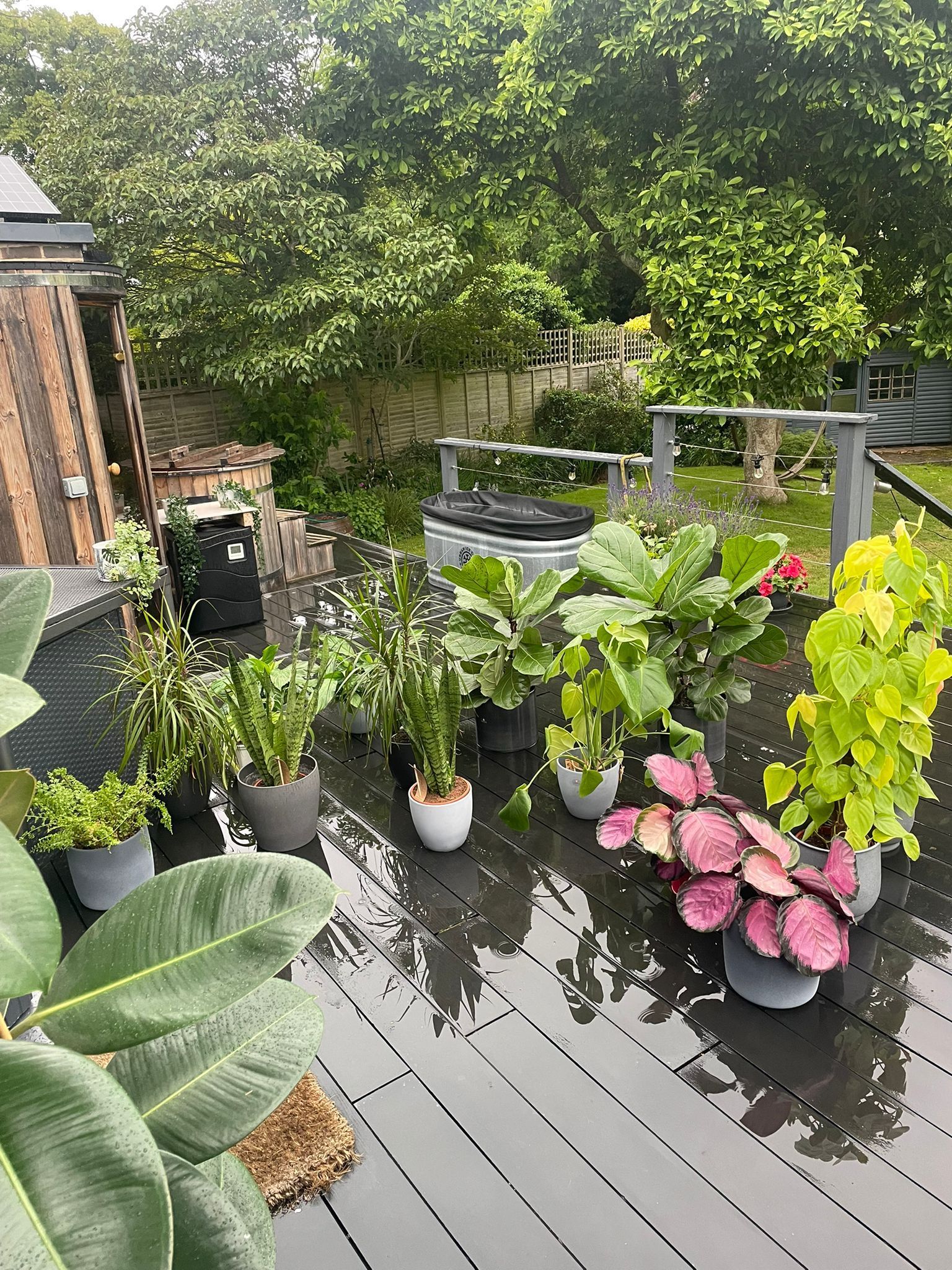 Indoor plants being watered by the rain