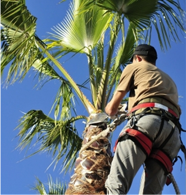 Trees and clouds divide a grassy area with a running track under a bright blue sky.