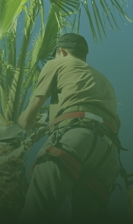 Person in harness climbs palm tree.