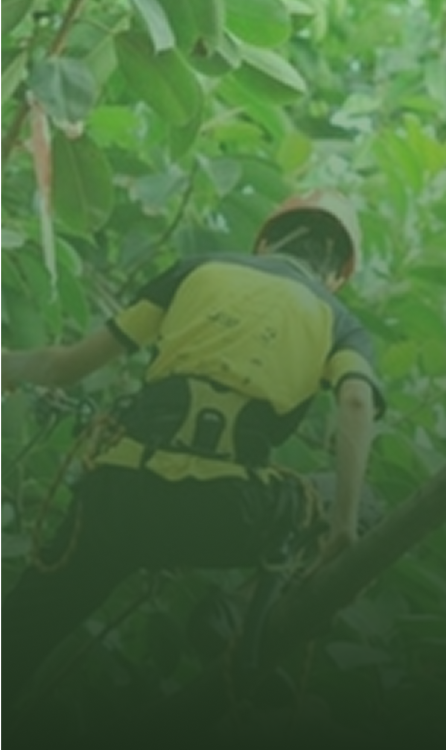 Arborist wearing a helmet and harness, climbing a tree.