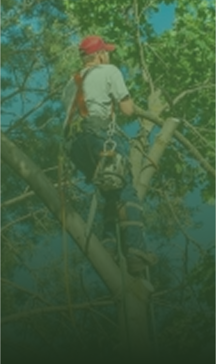 Arborist in a red hat, climbing a tree, secured with harness and ropes.