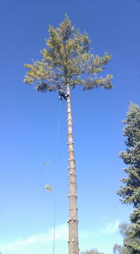 image-435074-Arborist2-min.jpg image-435074-Arborist2-min.jpg