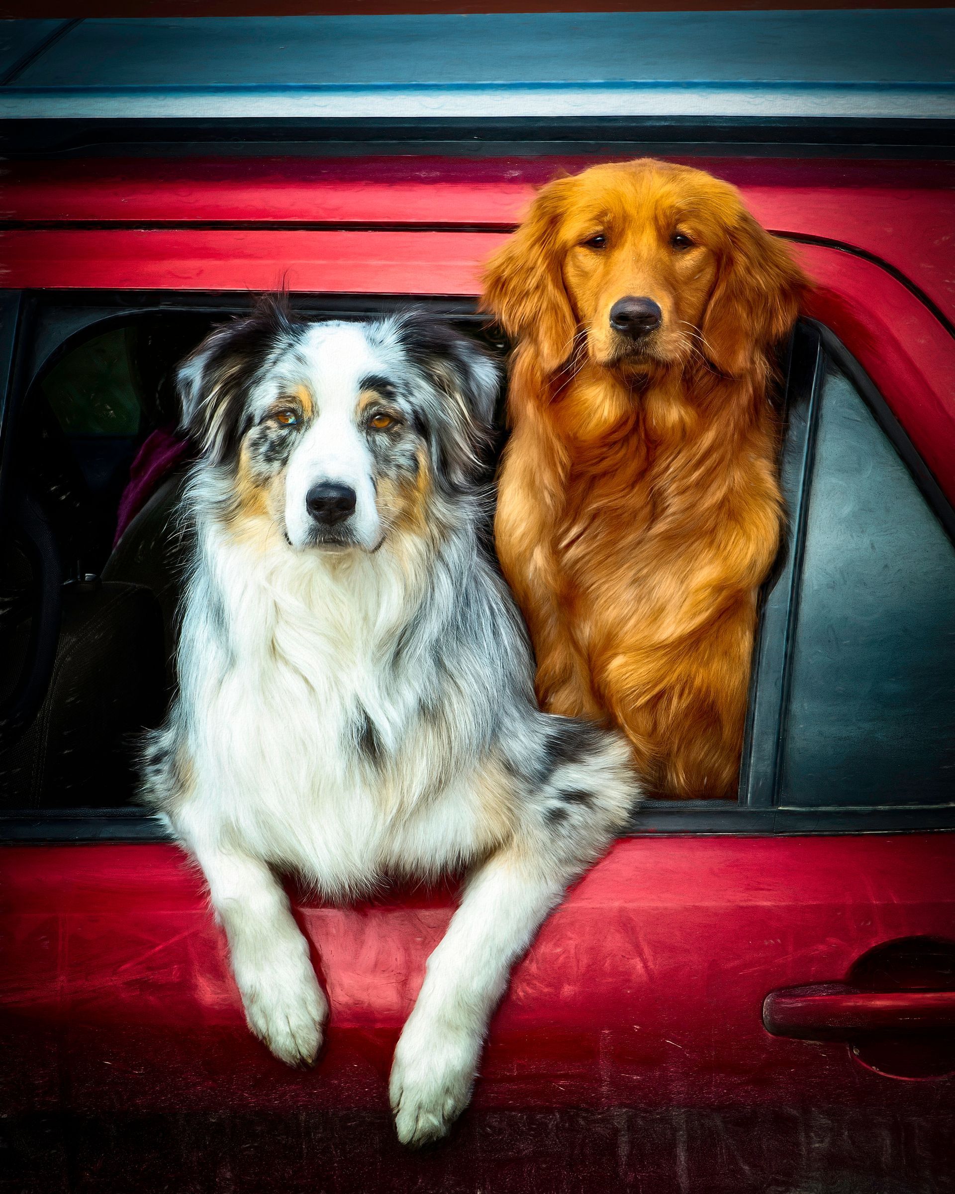 Two dogs are sticking their heads out of a car window.