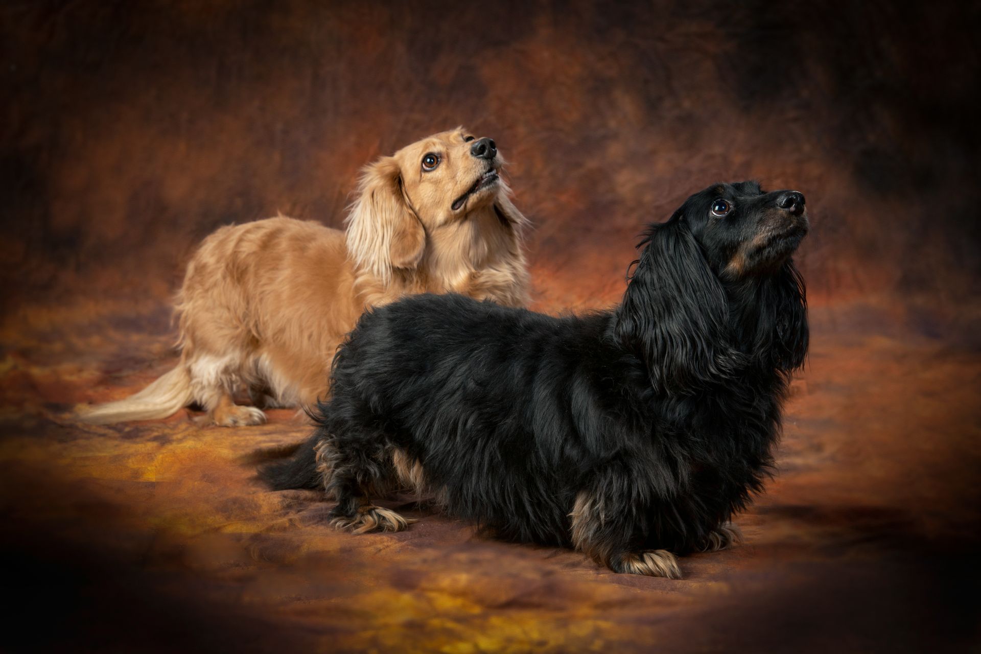 Two dachshunds , one brown and one black , are sitting next to each other on a brown background.