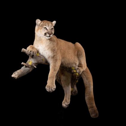 A stuffed mountain lion is sitting on a tree branch.