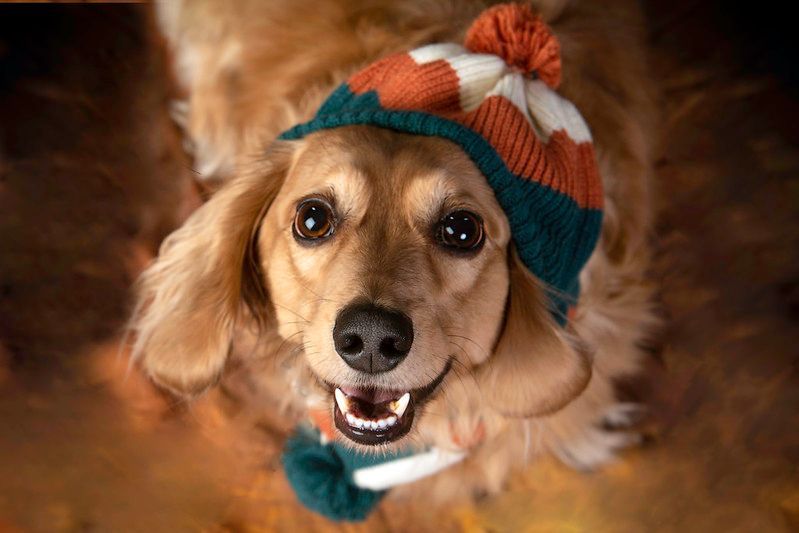 A close up of a dog wearing a hat and scarf.