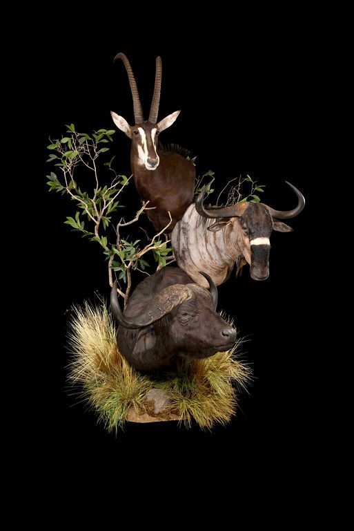 A wildebeest , a buffalo and a gazelle are sitting on top of each other on a black background.