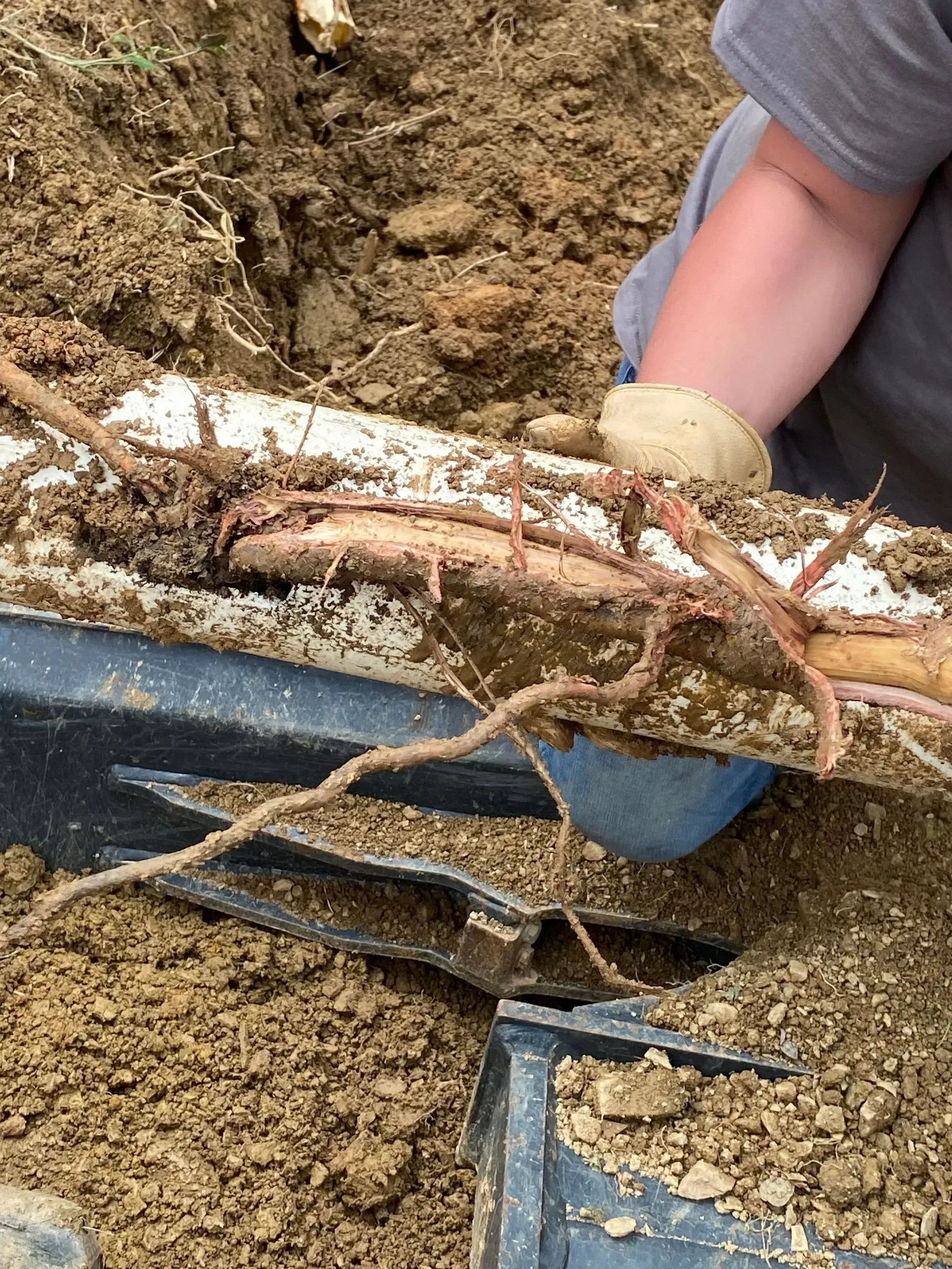 A person is digging in the dirt with a shovel