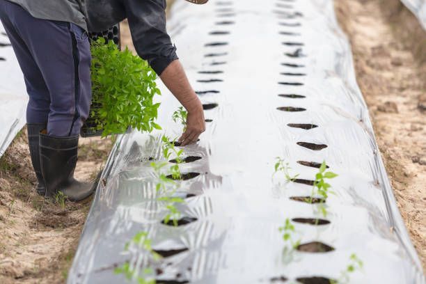 A person is planting a plant in a field.