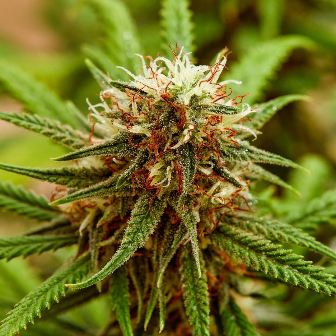 Close-up of a cannabis bud with green leaves, orange hairs, and white crystals.