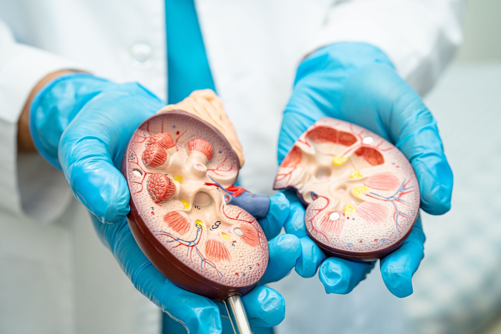 A doctor is holding a model of a kidney in his hands.
