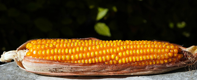3´ toneladas de maíz amarillo de . entraron a Colombia sin  pagar impuestos en 2021
