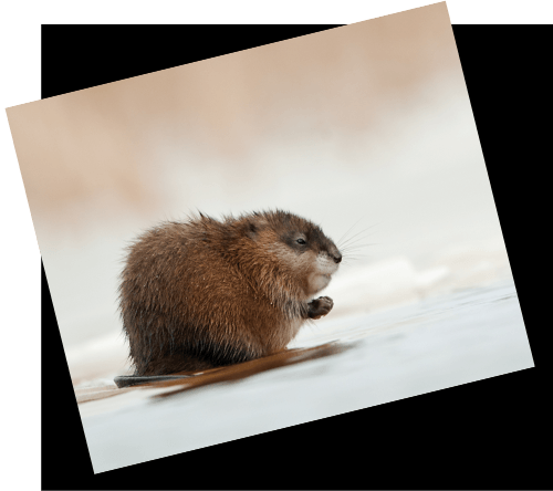 Muskrat