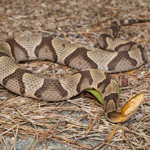 A snake is laying on the ground with its mouth open
