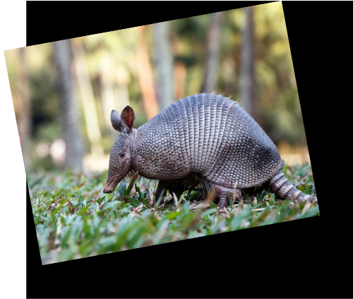 Armadillo