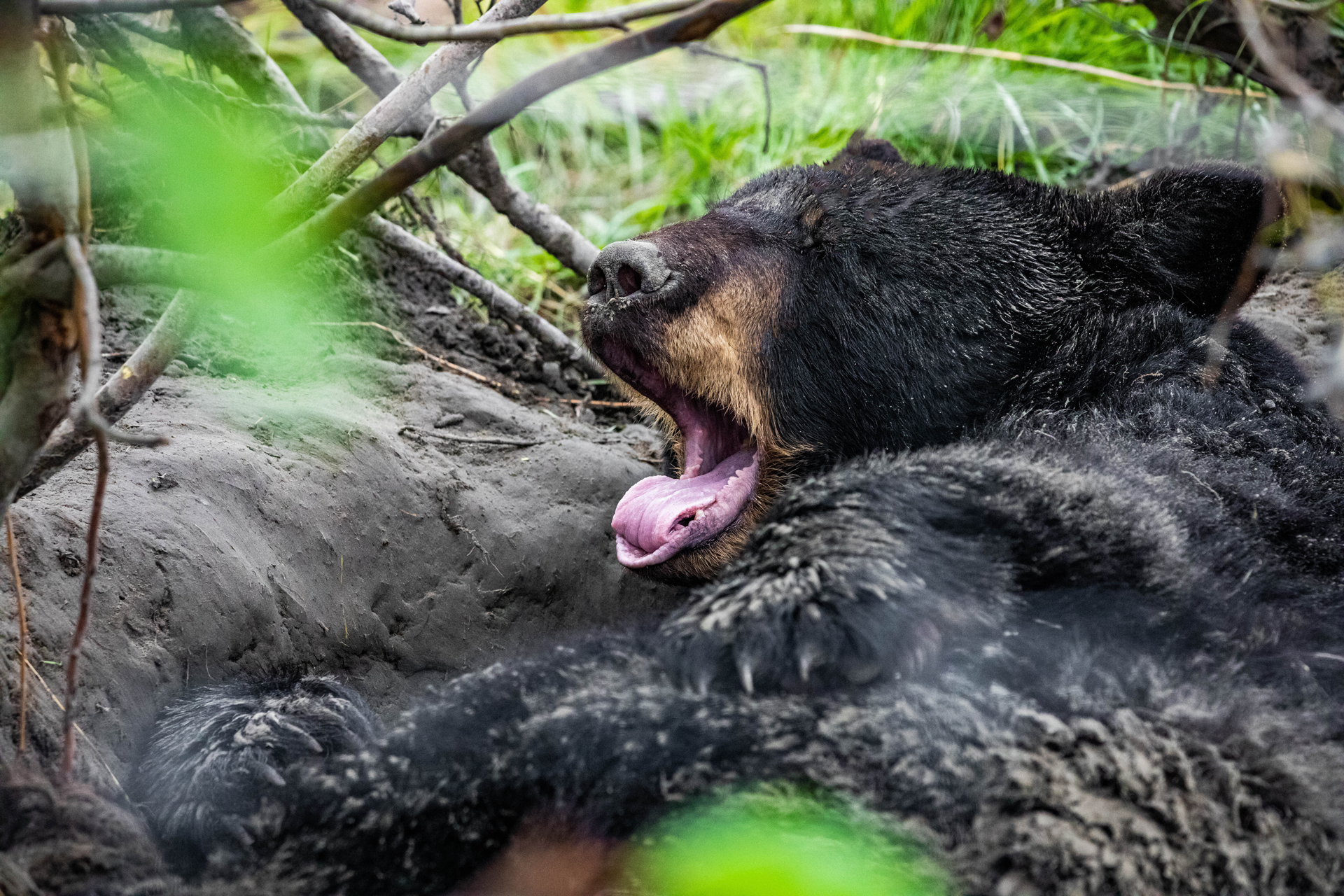 black-bear-yawning