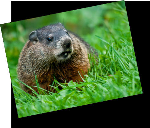 Groundhog