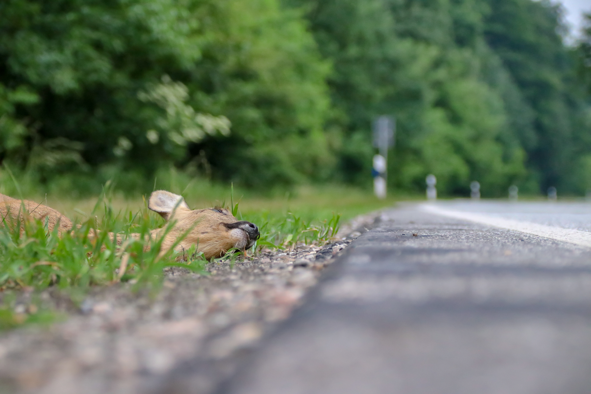 deer-side-of-road