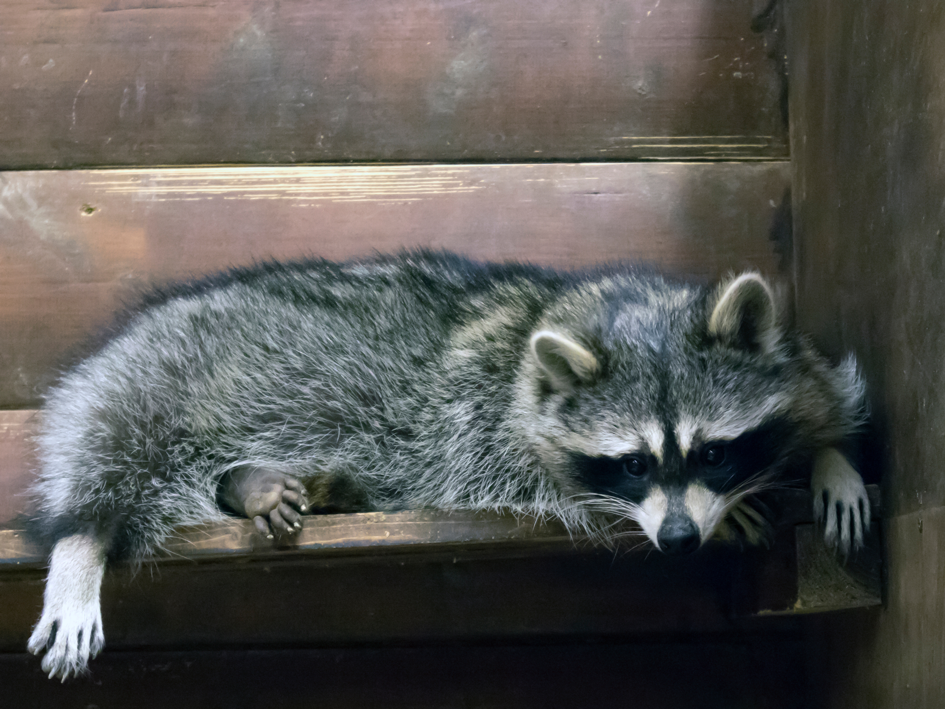 raccoon-laying-down