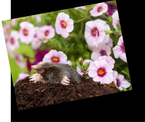 A mole is laying on a pile of dirt with flowers in the background