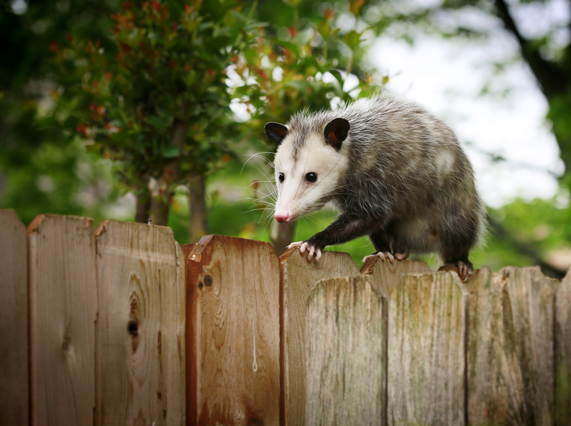 possum-on-fence