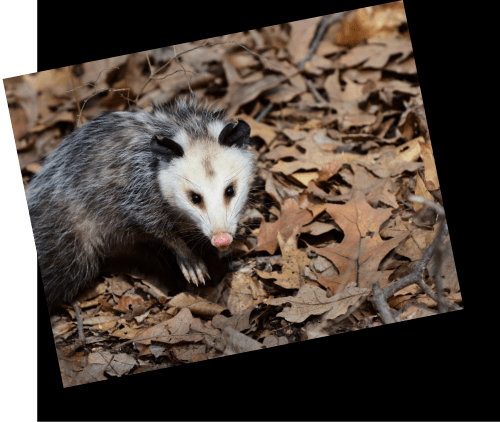 Opossum