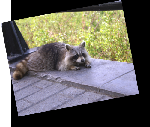 Raccoon