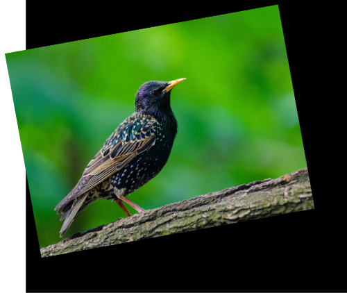 Starlings