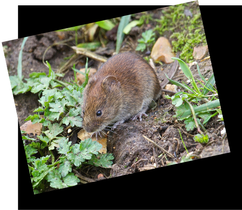 Voles