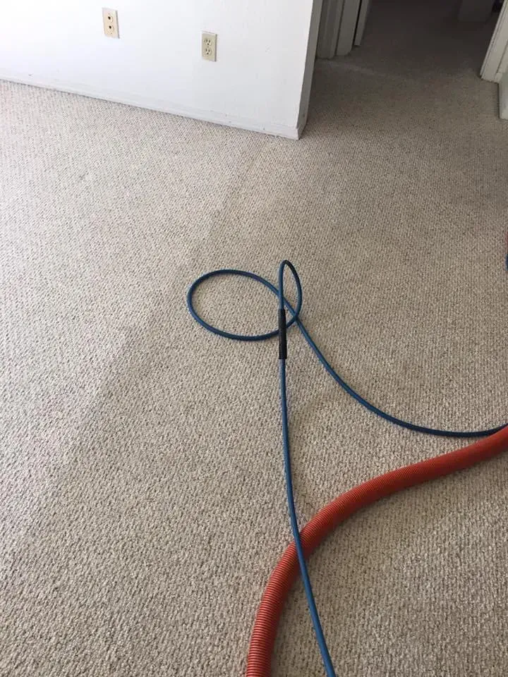 A blue hose and a thick orange vacuum hose lie on a carpeted floor, showing a clear line where the carpet was cleaned.