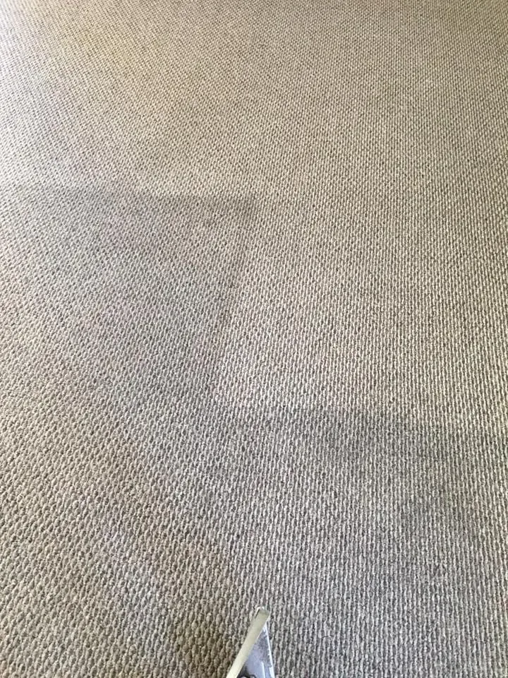 A close-up of textured, light gray carpet showing a clear distinction between a cleaned section and a soiled area.