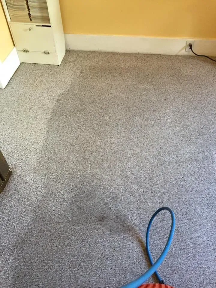 A blue vacuum hose on light gray speckled carpet, showing a path of cleaned carpet next to a darker, soiled section.