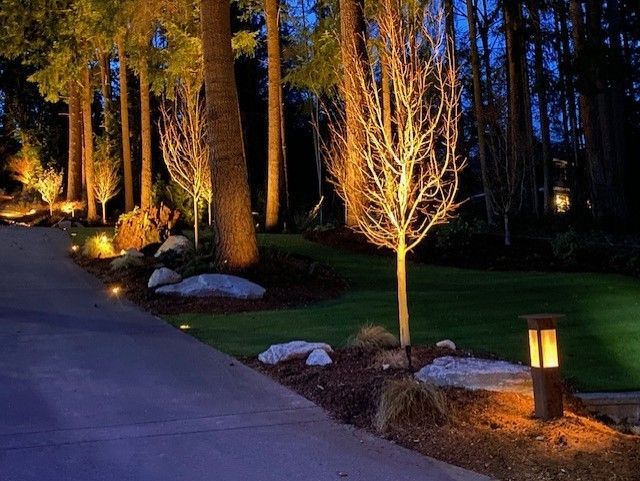 A driveway with trees and bushes lit up at night